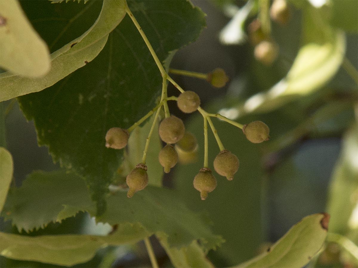 Tilia cordata